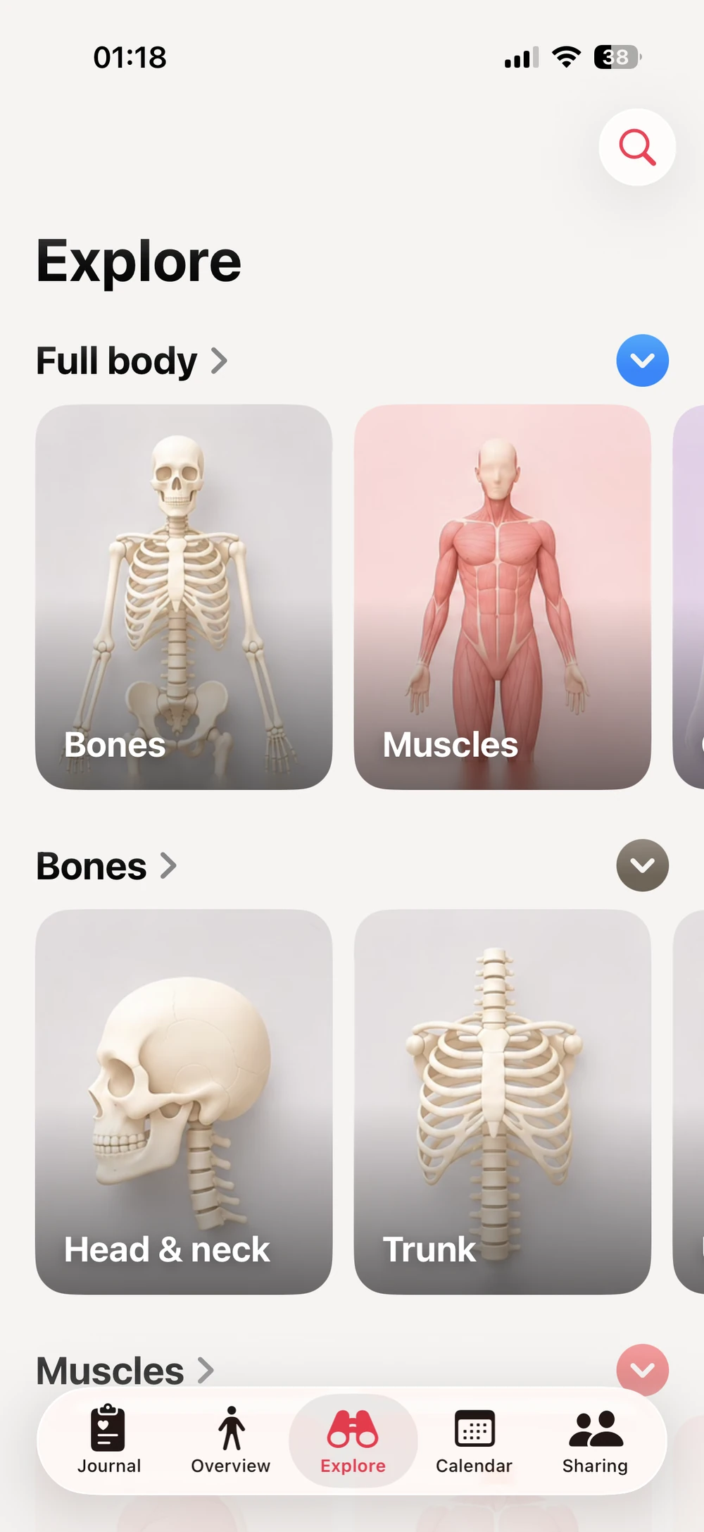 Clino's anatomy library organized by layer