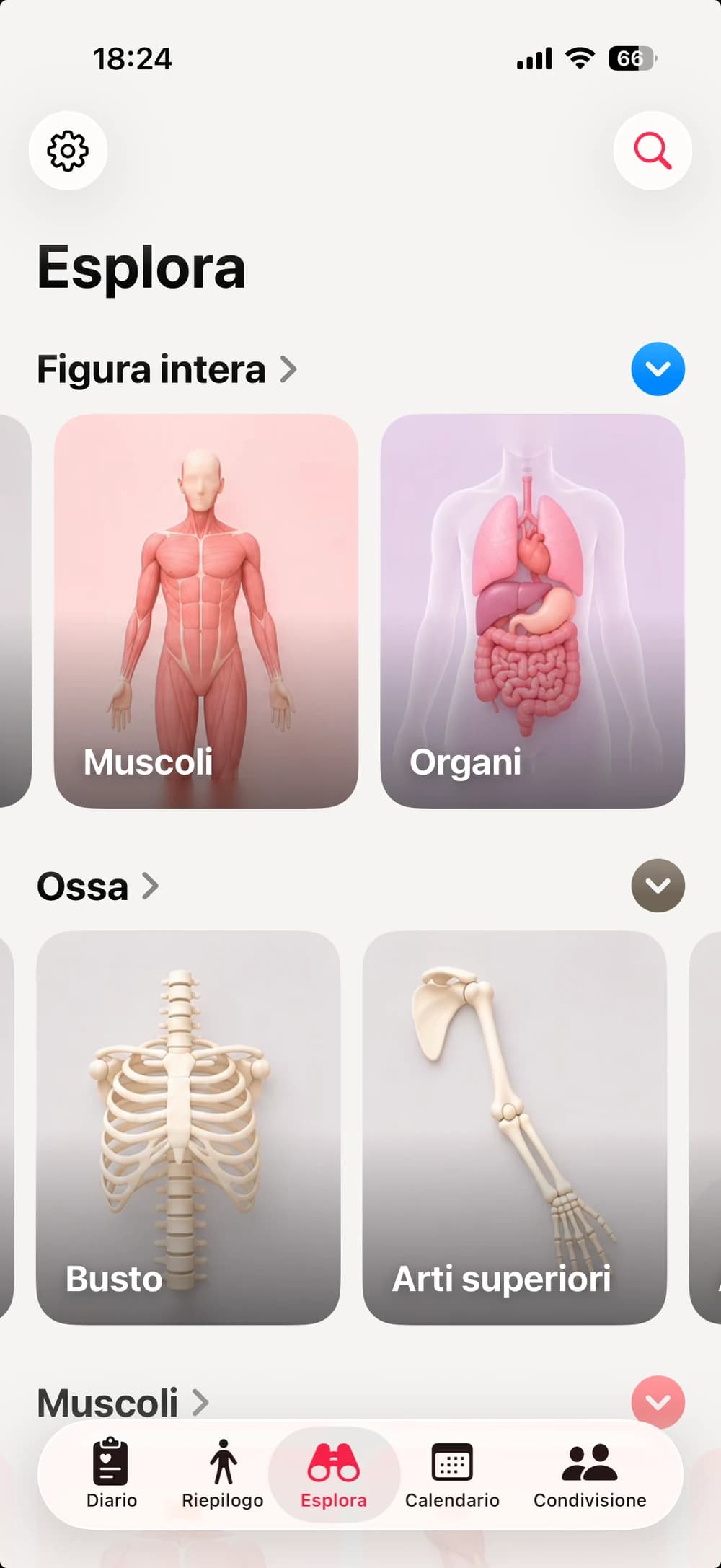 La libreria anatomica di Clino organizzata per strato