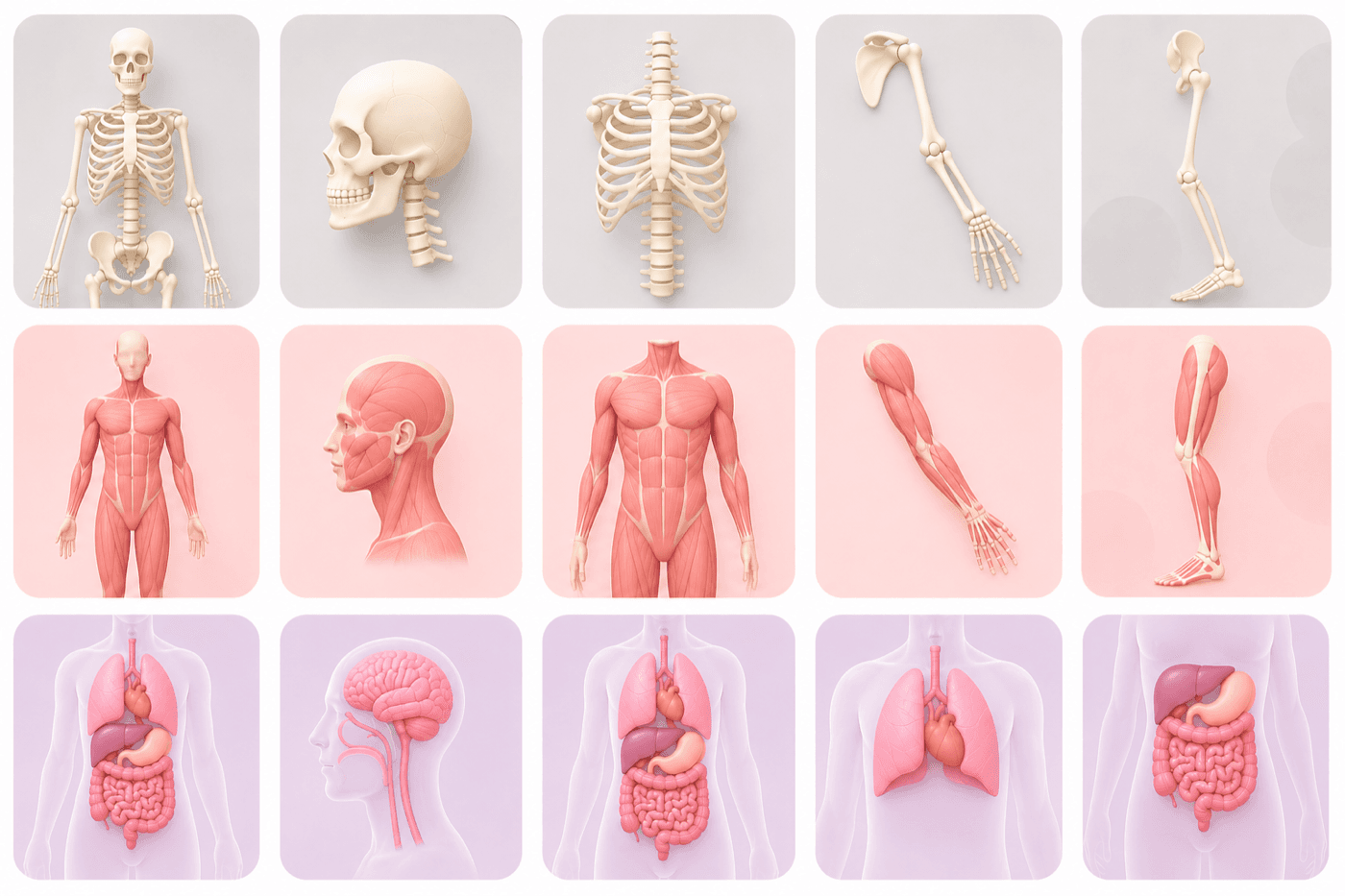 La libreria anatomica di Clino organizzata per strato